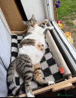 Mixed Breed cats - Advert 4