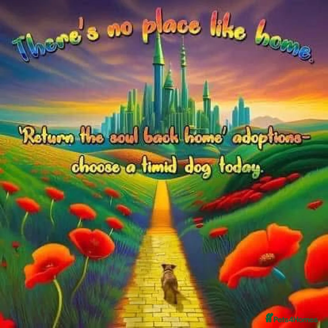 Mixed Breed dogs for adoption: Avis- 20 months - Available Devon area 🇬🇧🇬🇧 - Advert 13