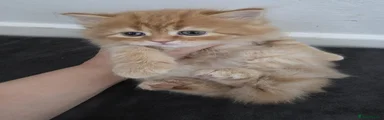 Ragdoll 1
