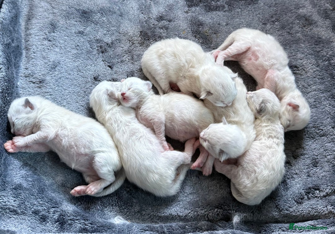 Ragdoll cats for sale: WORLD BEATIFUL RAGDOLL KITTEN/FIFe - Image 25