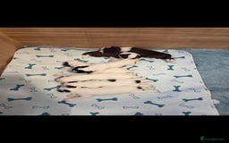 Sprollie dogs for sale: Sprollie puppies - Image 11