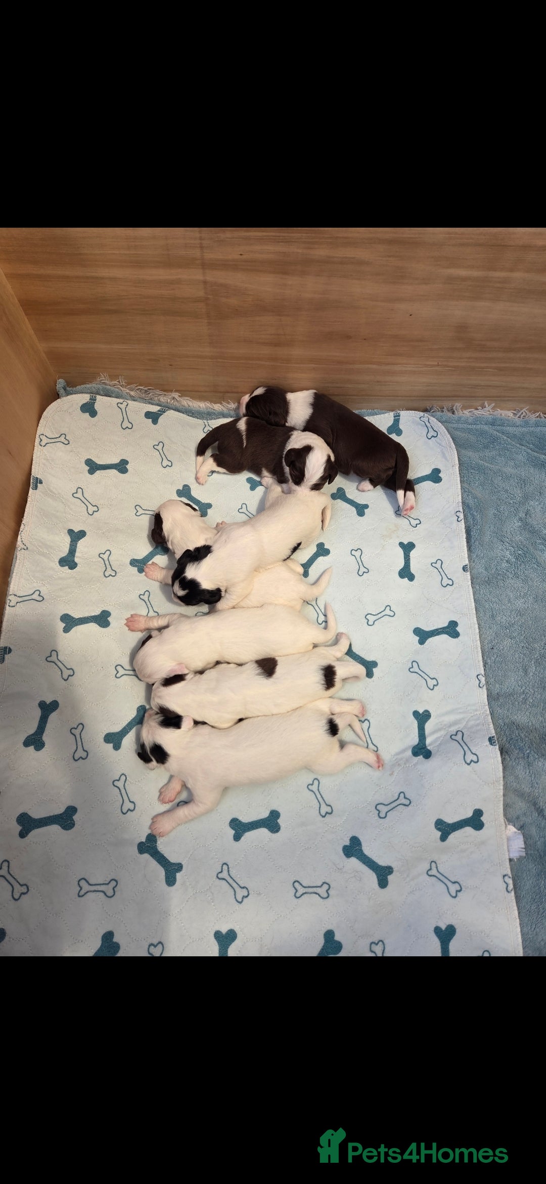 Sprollie dogs for sale: Sprollie puppies - Image 11