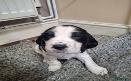 Cocker Spaniel dogs for sale: Beautiful cocker spaniel boys - Image 13