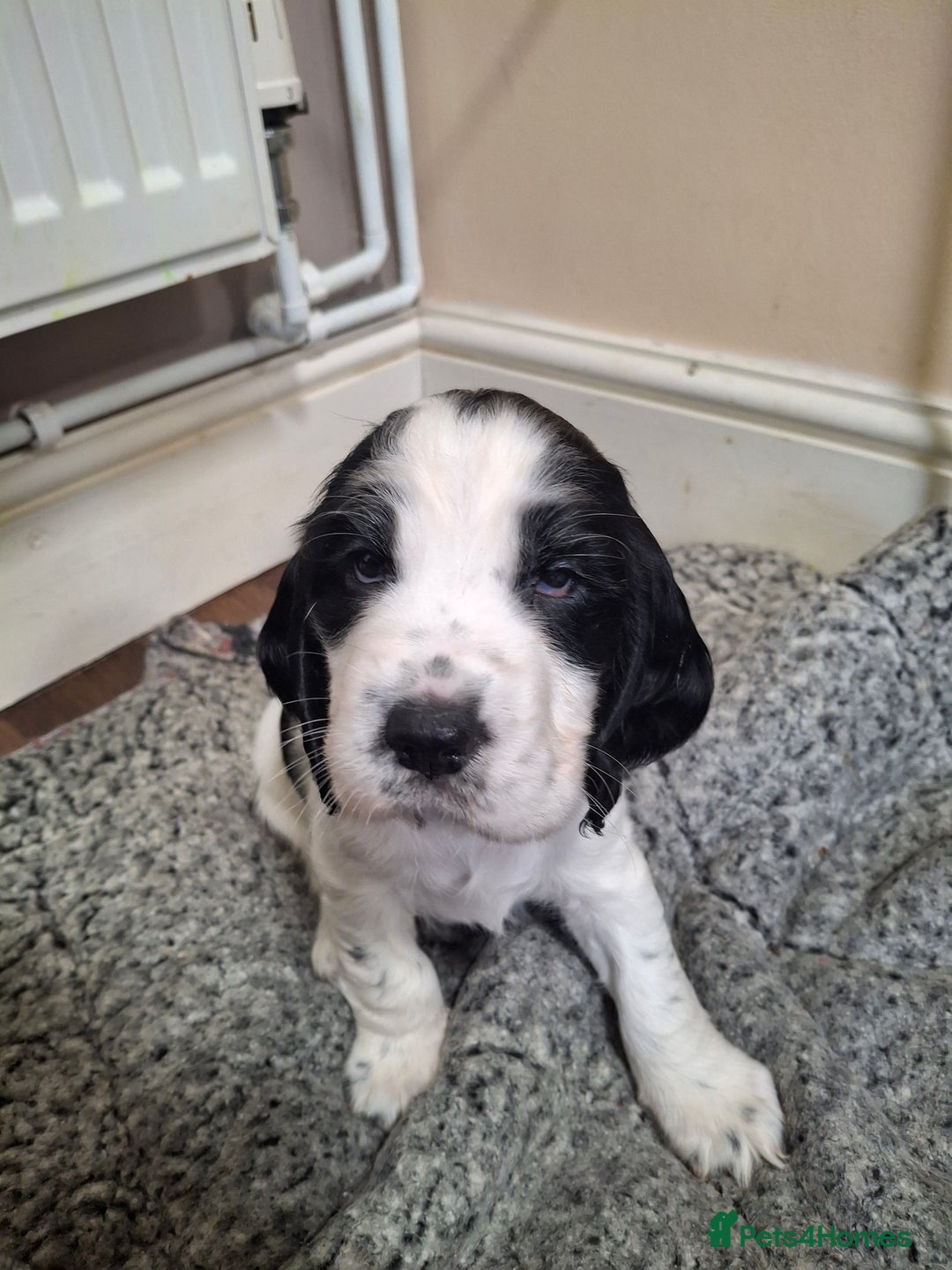 Cocker Spaniel dogs for sale: Beautiful cocker spaniel boys - Image 13