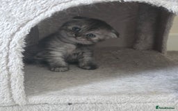 Scottish Fold cats for sale: Scottish-fold/straight ears kittens grey colour - Image 22