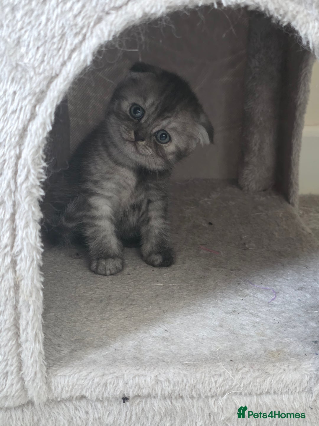 Scottish Fold cats for sale: Scottish-fold/straight ears kittens grey colour - Image 22