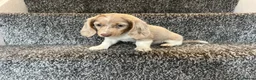 Miniature Dachshund dogs for sale: LONGHAIRED MINIATURE DAXIES READY NOW - Advert 10