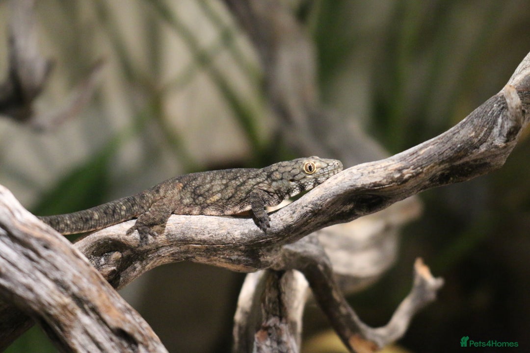 Gecko reptiles for sale: Eurydactylodes Viellardi - Chameleon Gecko - Image 9