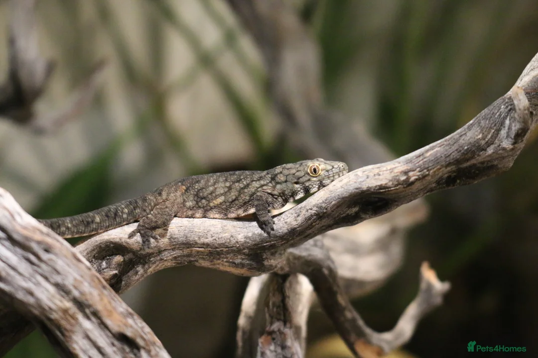 Gecko reptiles for sale: Eurydactylodes Viellardi - Chameleon Gecko - Advert 2
