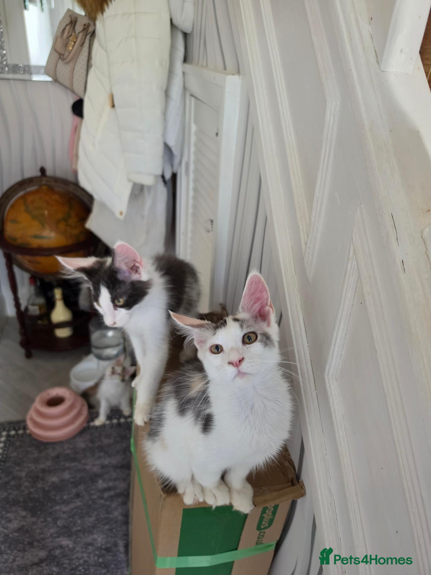 Maine Coon cats TICA REGISTERED STUNNING KITTENS  - Advert 4