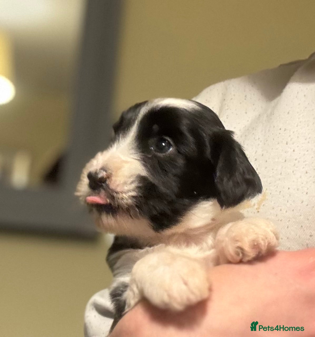 Tibetan Terrier dogs Lovely Litter of KC Reg Tibetan Terrier puppies  - Advert 1