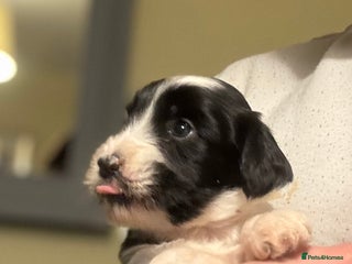 Tibetan Terrier dogs Lovely Litter of KC Reg Tibetan Terrier puppies - Advert 8