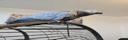Parrots birds for sale: Beautiful African Grey Parrot – Star - Advert 1