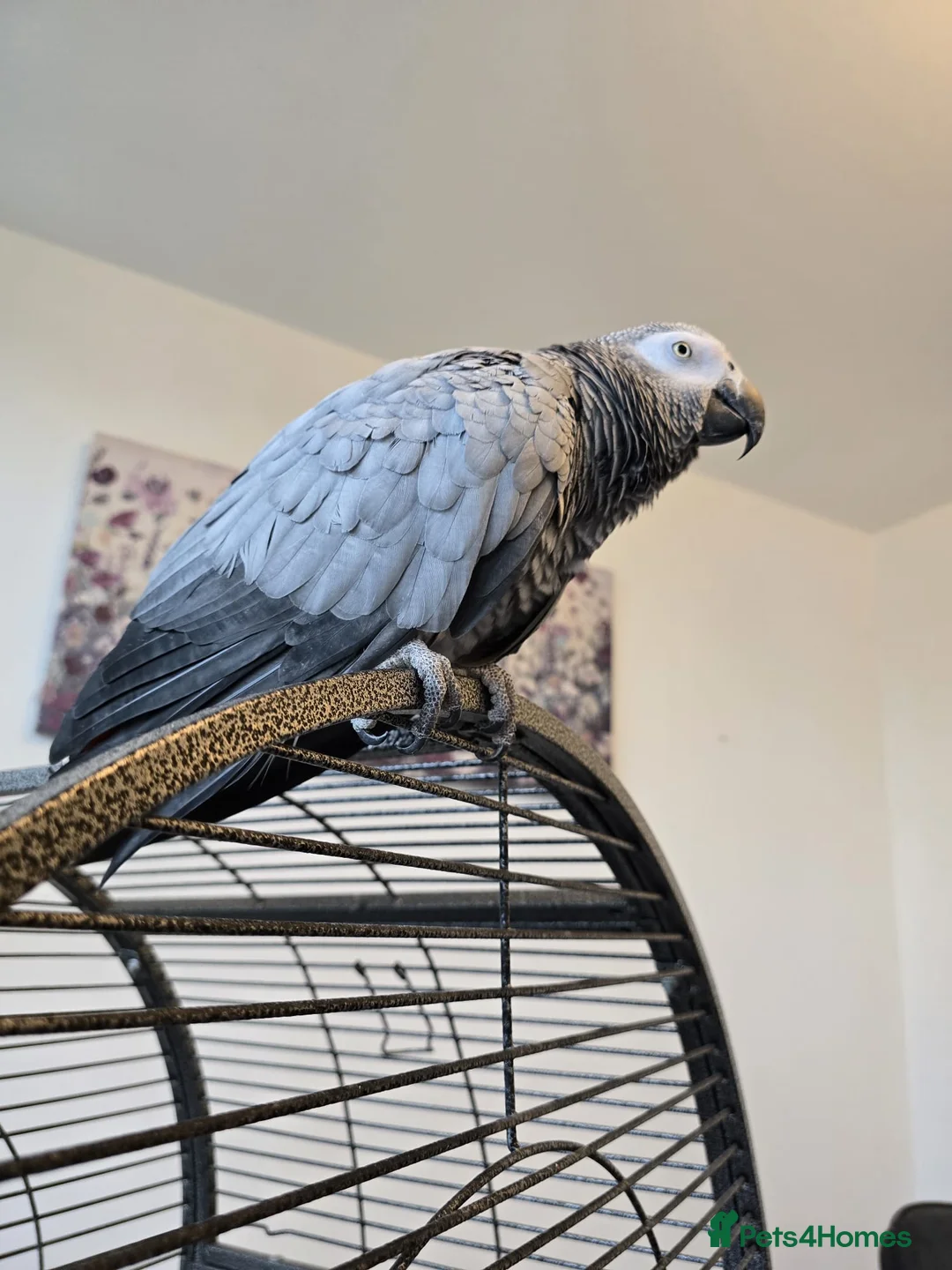 Parrots birds for sale: Beautiful African Grey Parrot – Star - Advert 1
