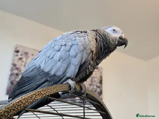 Parrots birds Beautiful African Grey Parrot – Star - Advert 4