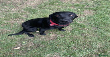 Labrador Retriever dogs - Advert 13