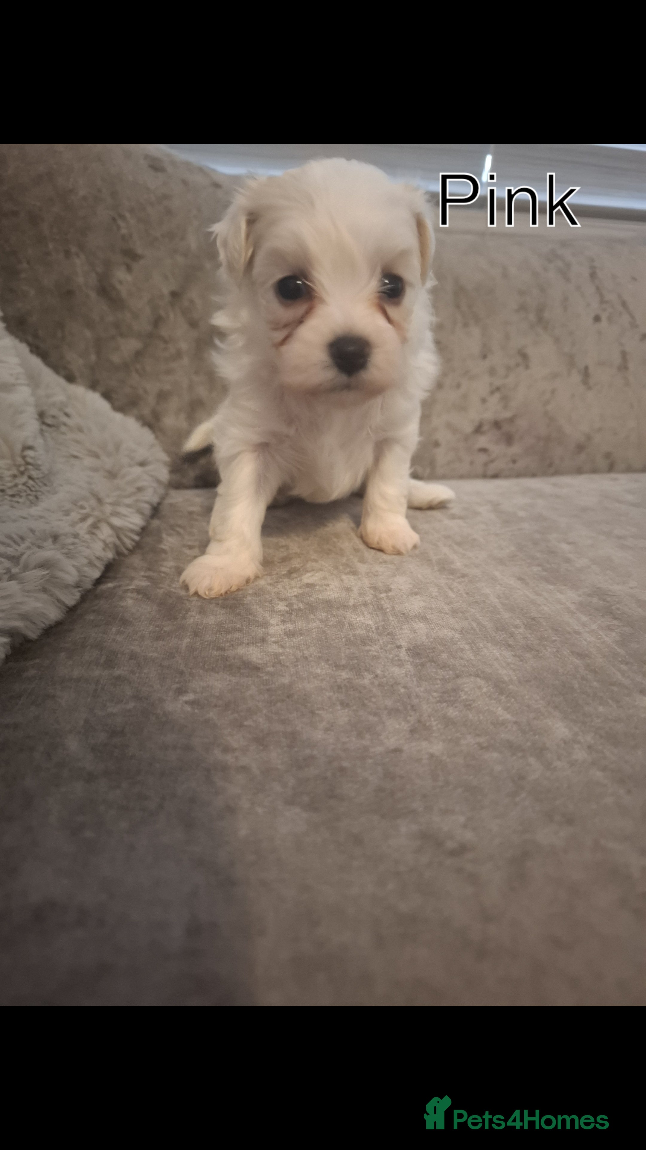 Maltipoo dogs for sale: Maltipoo puppies  - Advert 2