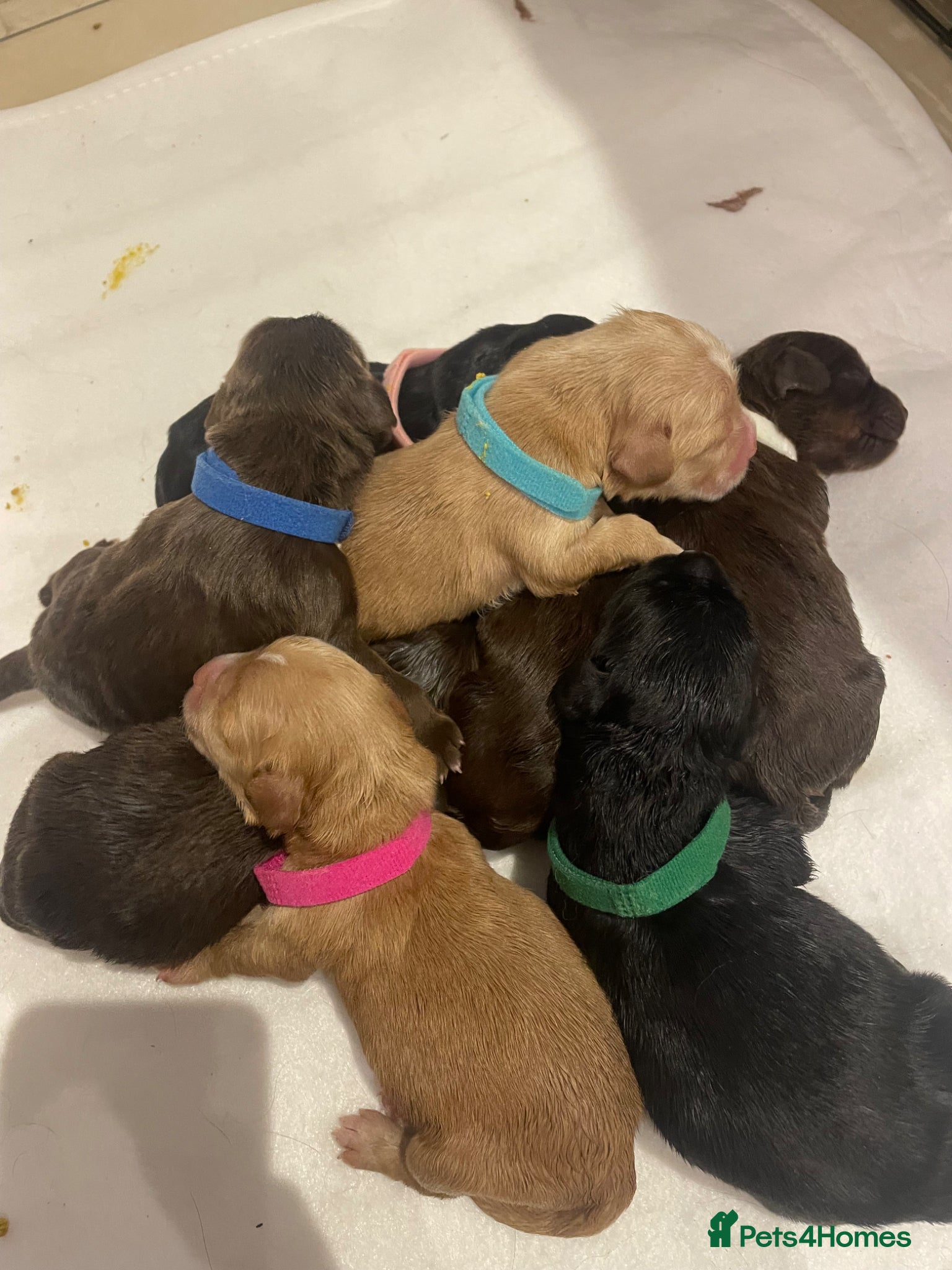 Cocker Spaniel dogs Beautiful Cocker Spaniel Puppies  - Advert 2