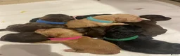 Cocker Spaniel dogs for sale: Beautiful Cocker Spaniel Puppies  - Advert 1