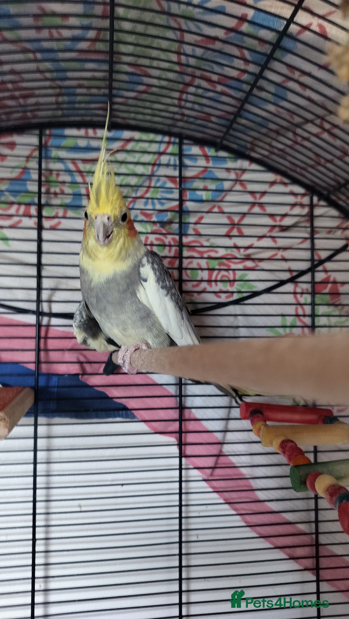 Cockatiels birds Oscar is lonely - Advert 6