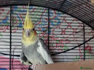 Cockatiels birds Oscar is lonely - Advert 6