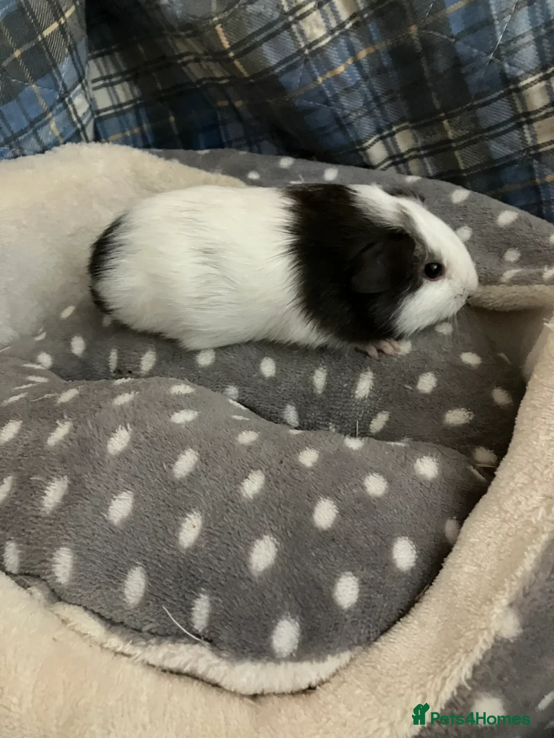 Guinea Pig rodents for sale: Lots of lovely baby boys  - Advert 21