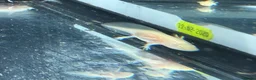 Axolotl reptiles for sale: Axolotl - Advert 26