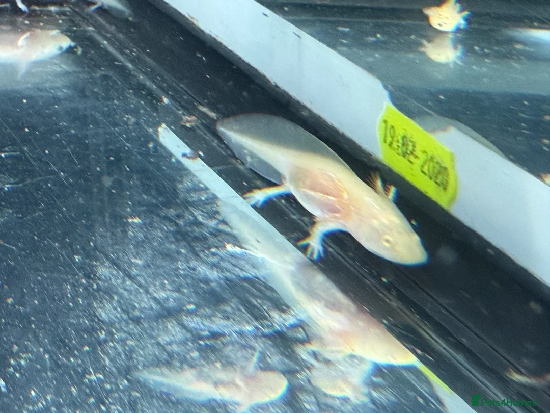 Axolotl reptiles for sale: Axolotl - Advert 26