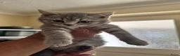 British Shorthair cats for sale: Male British short hair kitten - Advert 2