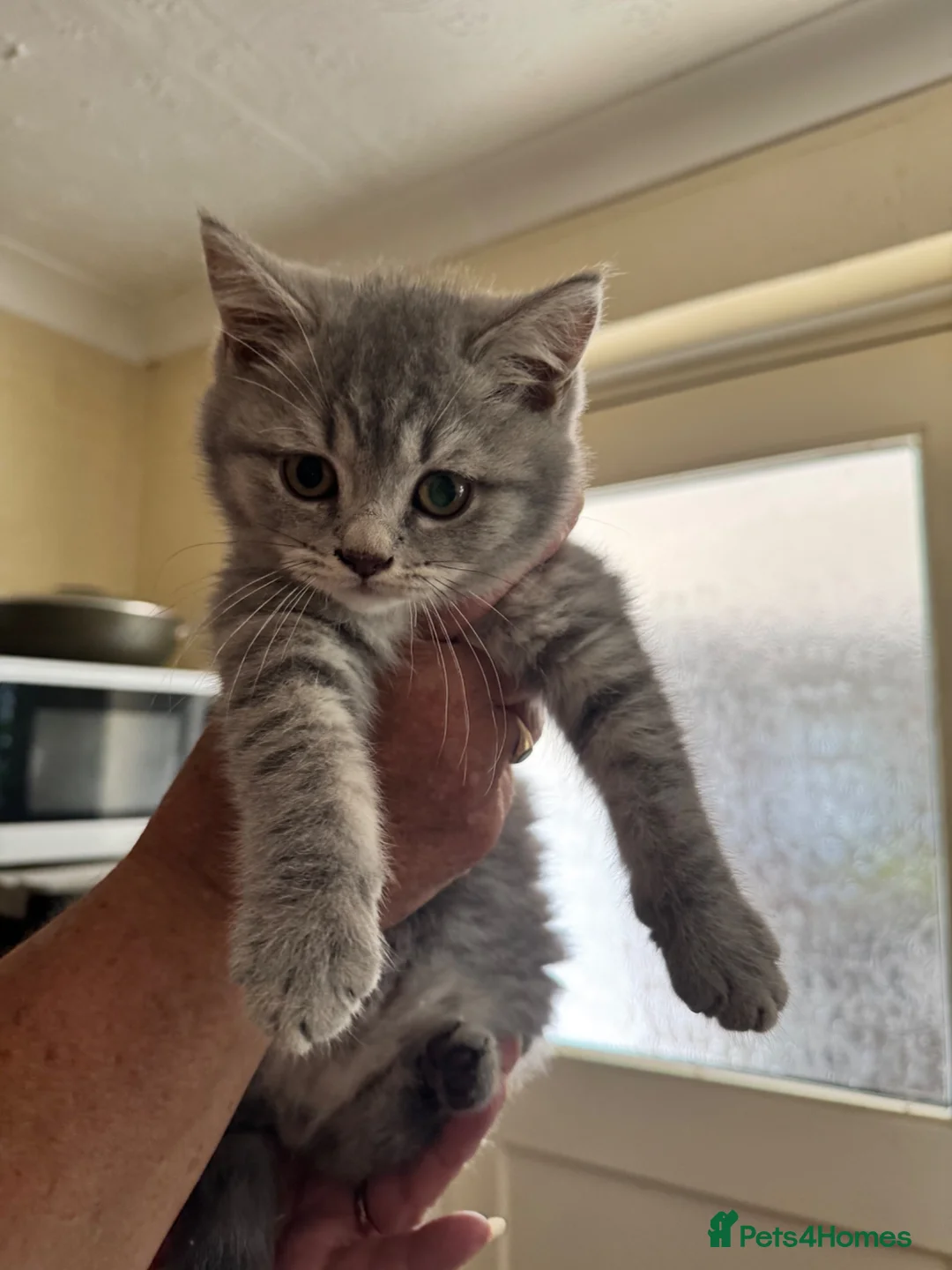 British Shorthair cats for sale: Male British short hair kitten - Advert 2