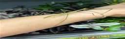 Mixed Breed invertebrates for sale: Various Invertebrates At Urban Exotics  - Advert 12