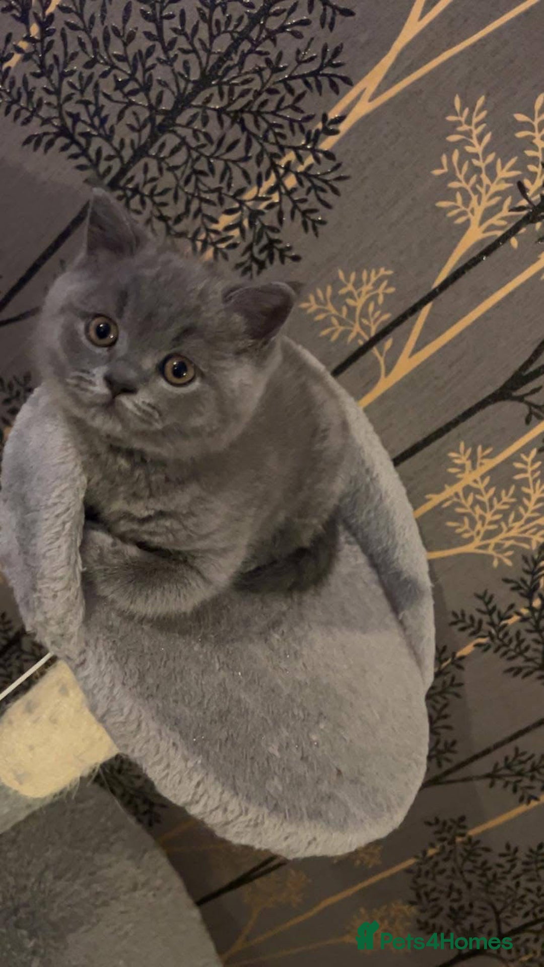 British Shorthair cats for sale: BSH GCCf kittens 1 male 1 female - Image 11