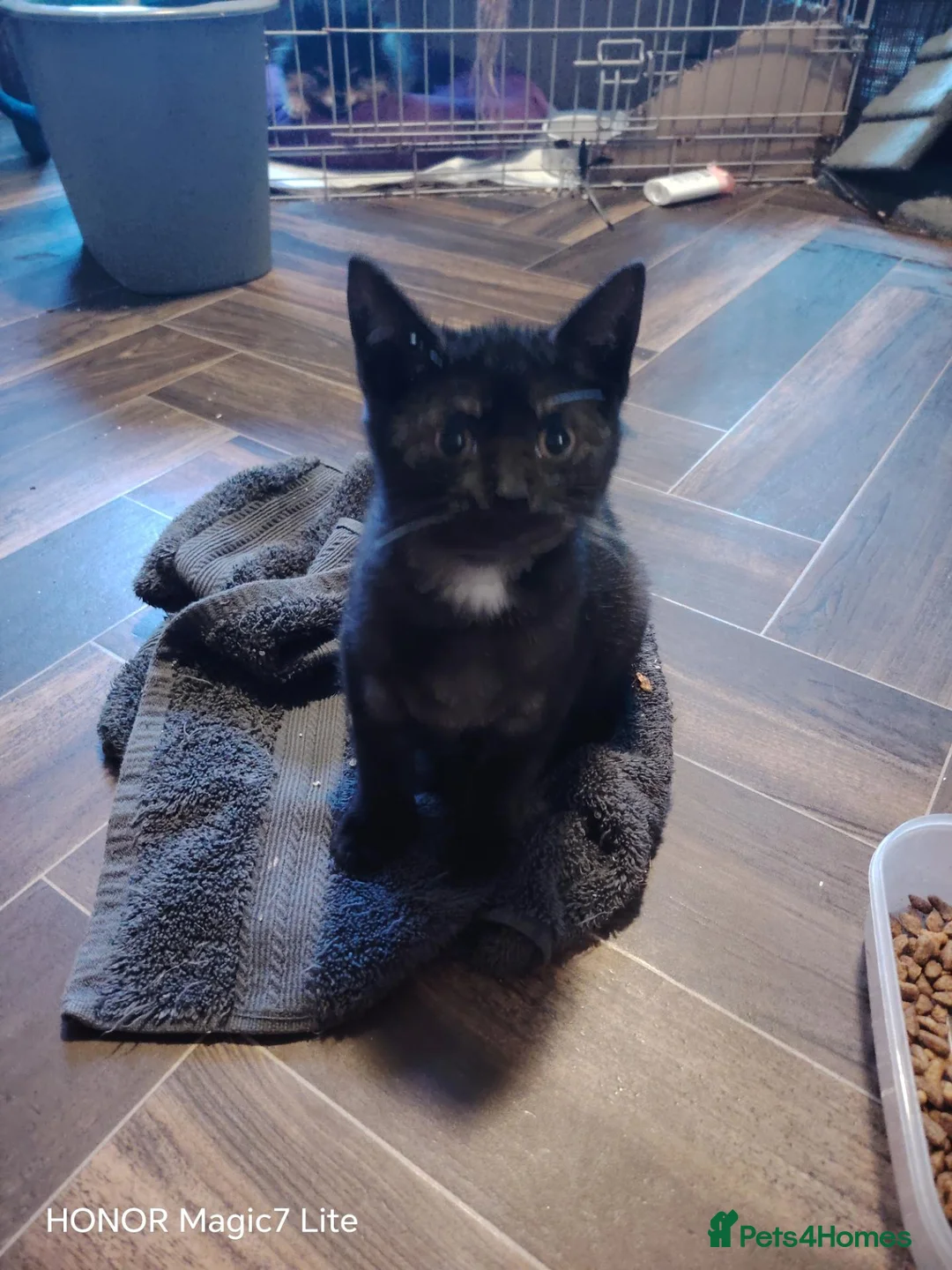 Mixed Breed cats for sale: Black smoke mix kitten in Salisbury - Advert 2