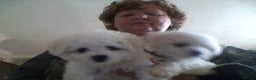 Bichon Frise dogs for sale: KC. REG BICHON FRISE PUPS - Advert 12
