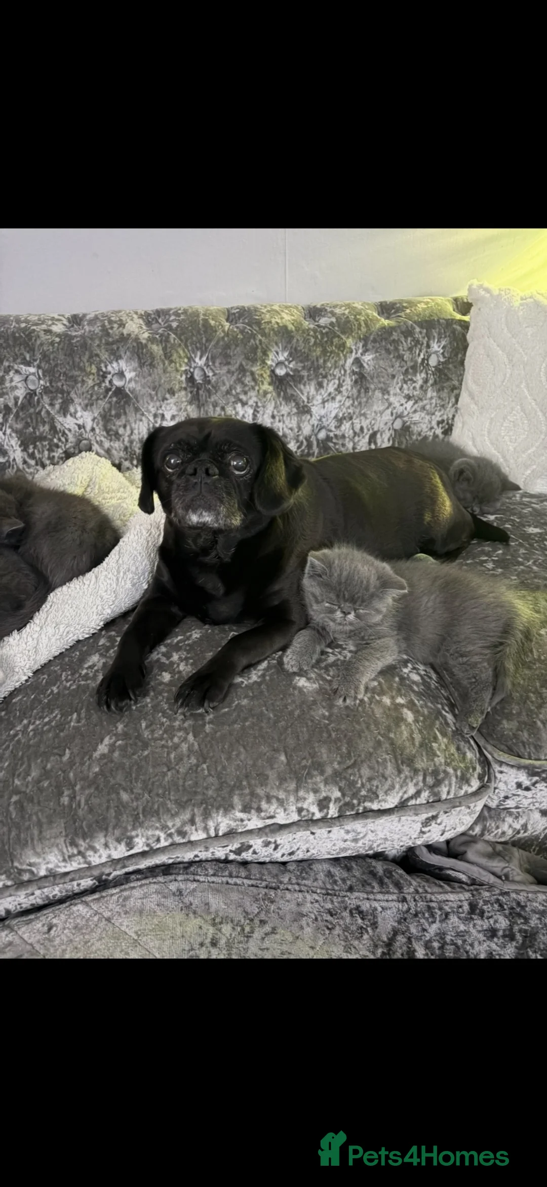 Persian cats for sale: Gorgeous Persians kittens  - Advert 40