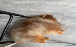 Pomeranian dogs for sale: Beautiful Rare Rainbow Teddy Bears 💎🌈 - Image 7