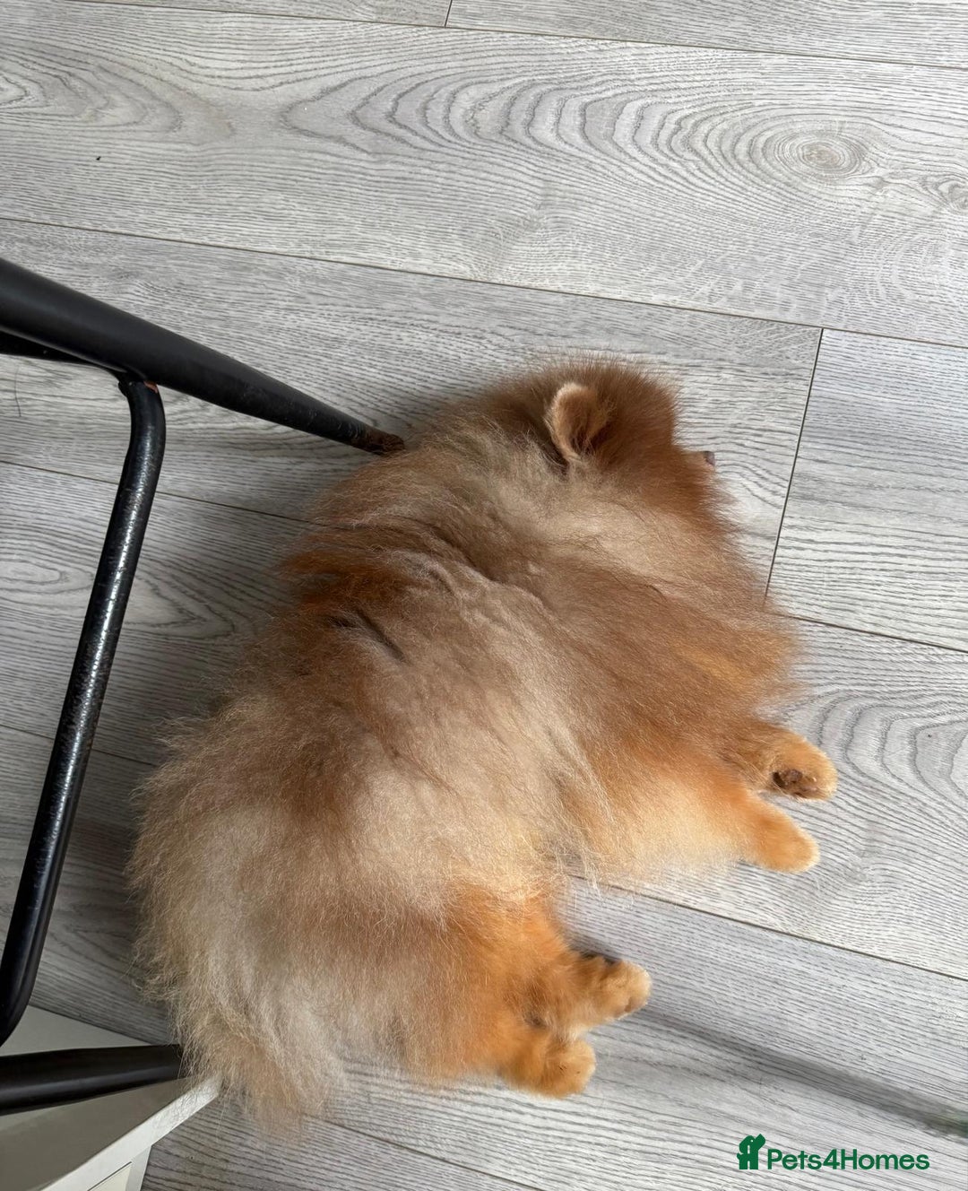 Pomeranian dogs for sale: Beautiful Rare Rainbow Teddy Bears 💎🌈 - Image 7