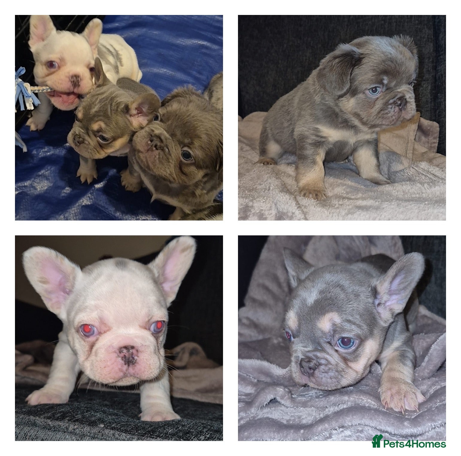 French Bulldog dogs Husky Fluffy Frenchies 🐶  - Advert 15