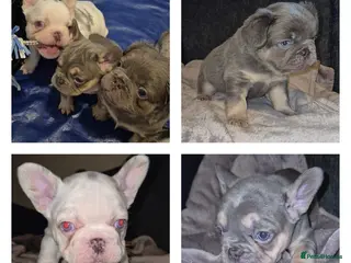 French Bulldog dogs Husky Fluffy Frenchies 🐶 - Advert 15