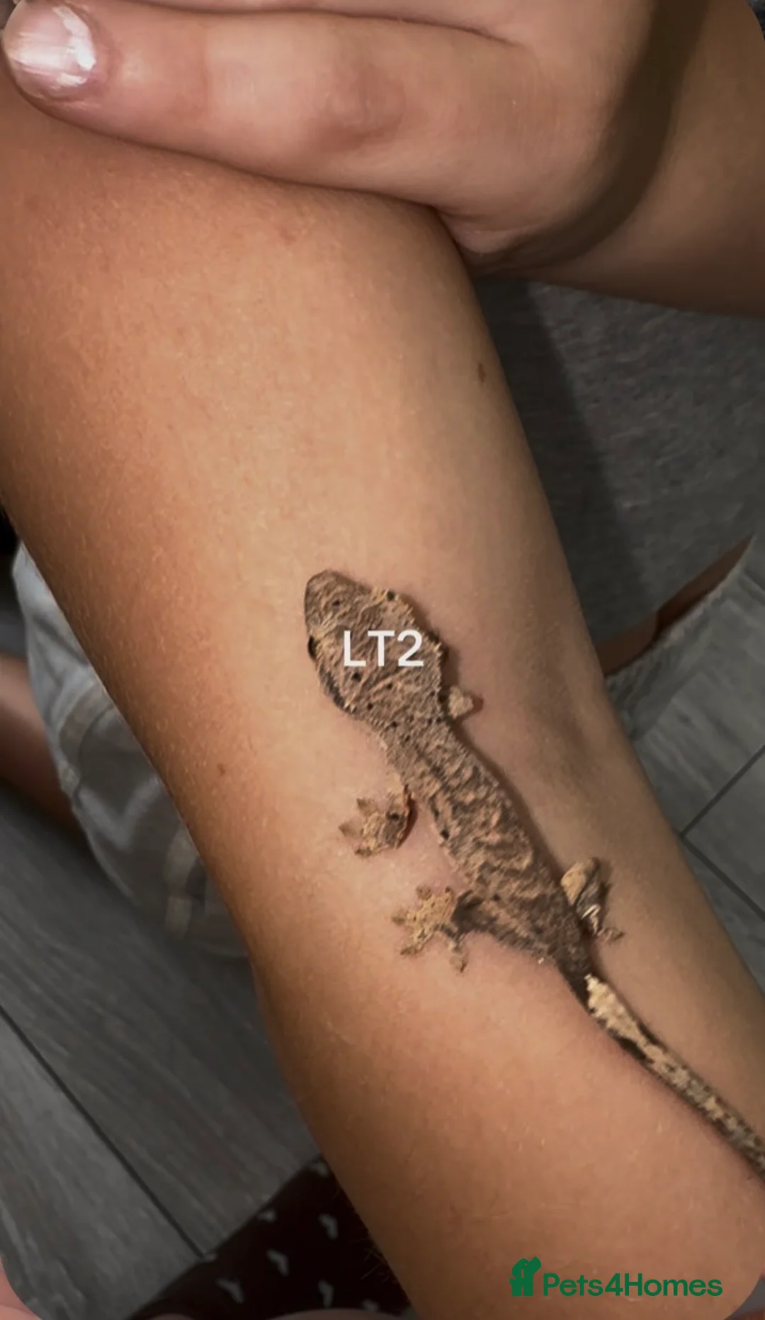 Gecko reptiles for sale: Baby Crested Geckos  - Advert 1