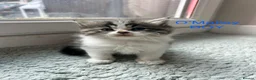 Persian cats for sale: Beautiful kittens  - Advert 11