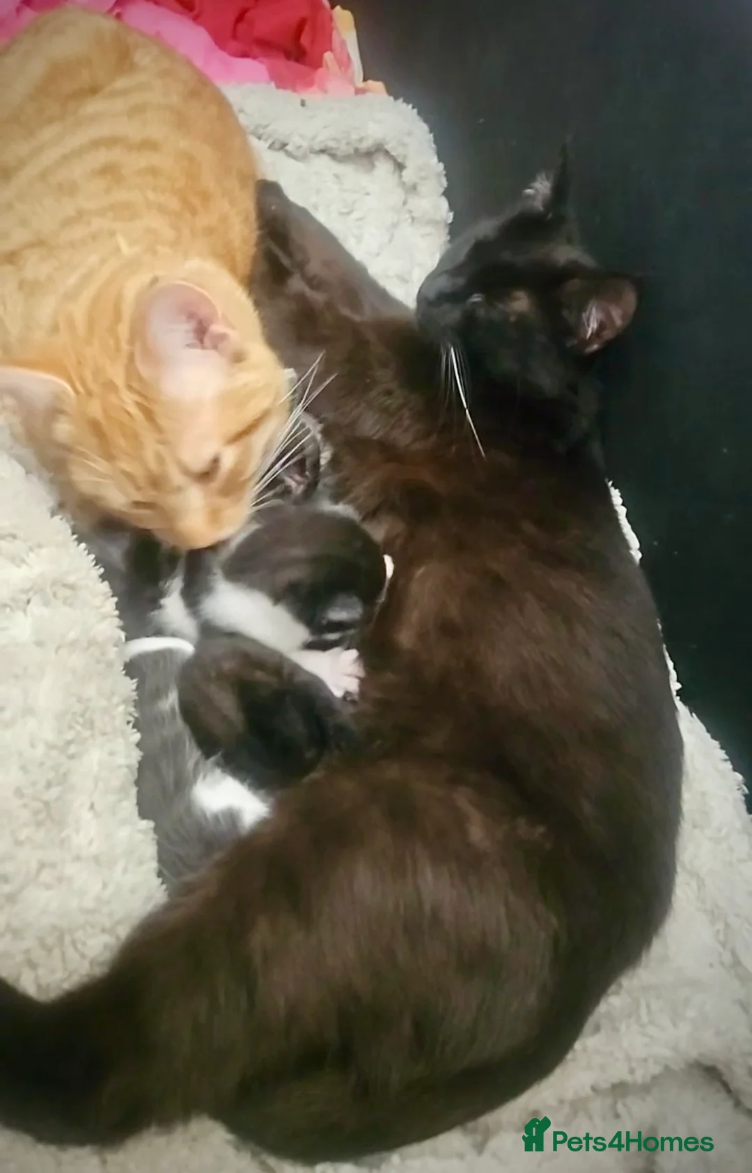 Mixed Breed cats for sale: 2 kittens in Cumnock - Advert 2