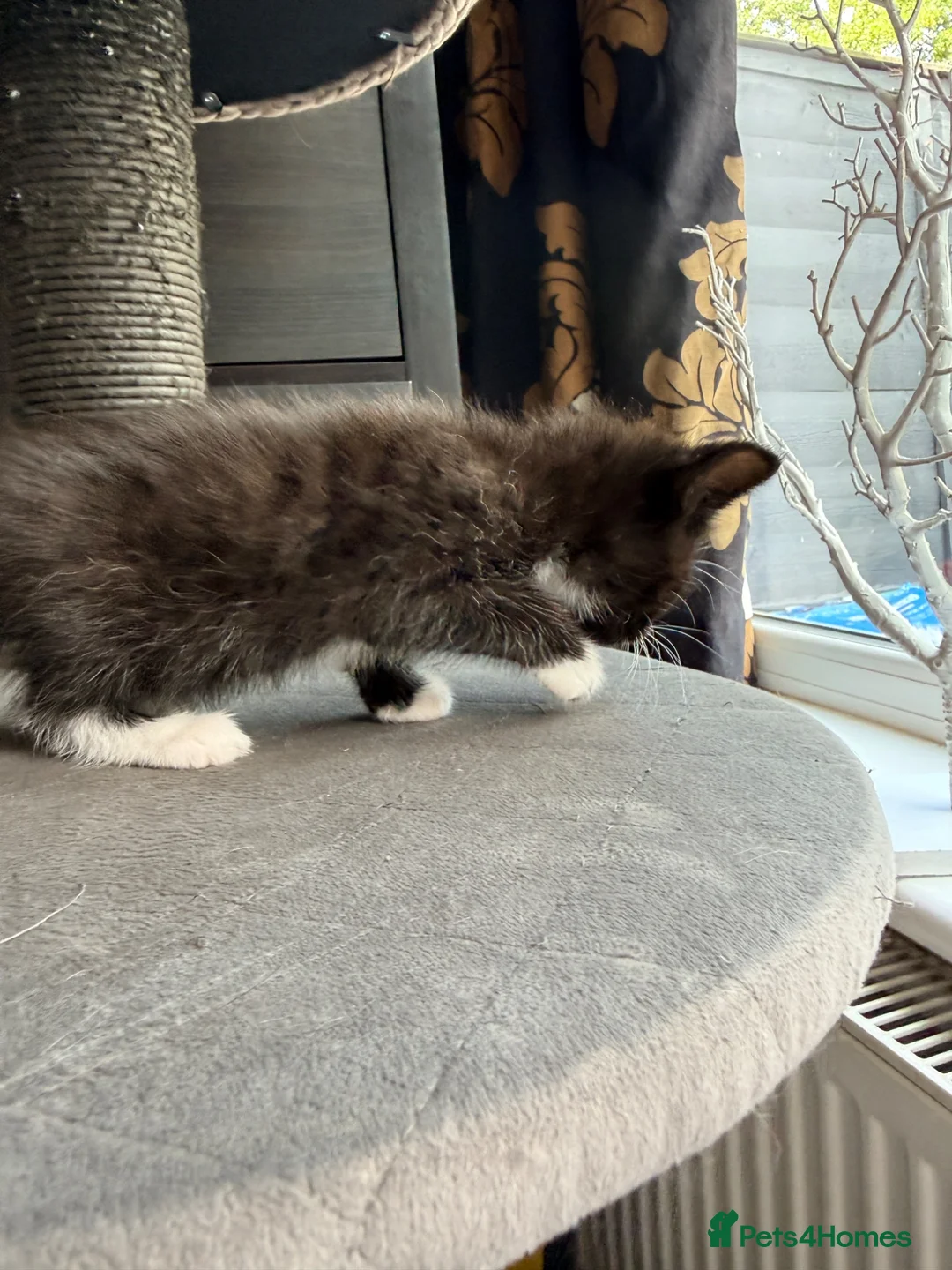 Mixed Breed cats for sale: Mixed Persian kitten- boy - Advert 2