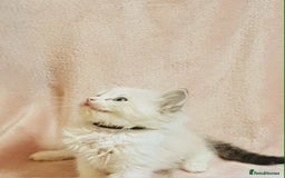 Ragdoll cats for sale: Ragdoll kittens - Image 13