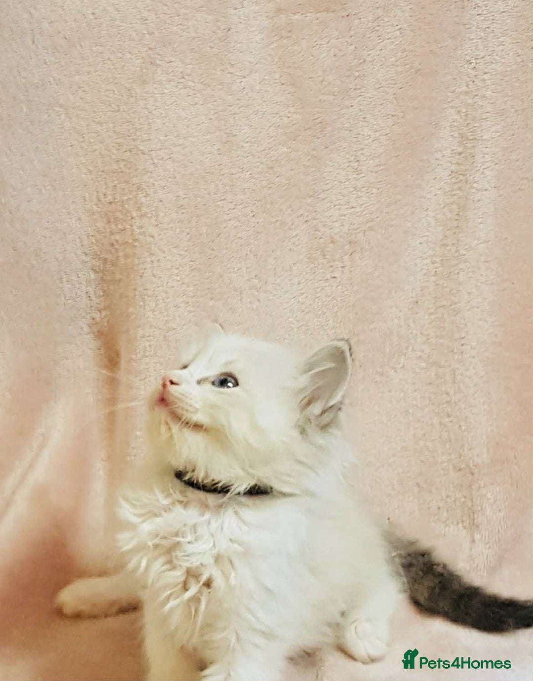 Ragdoll cats for sale: Ragdoll kittens - Image 13