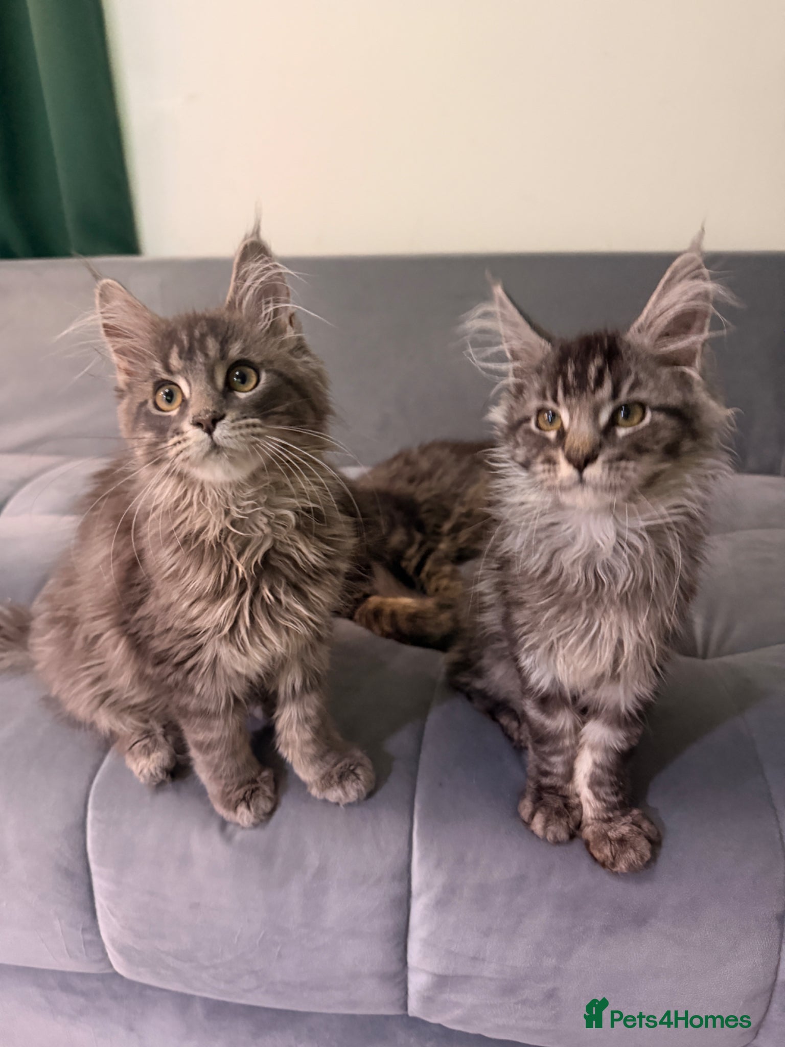 Maine Coon cats for sale: Beautiful kittens pure Maincoon  - Advert 8