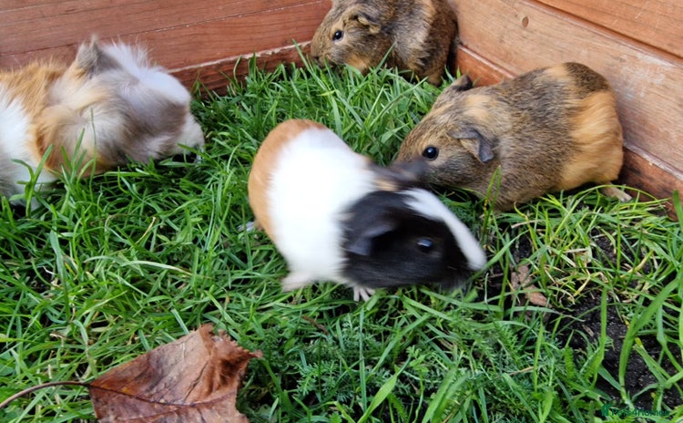Guinea Pig rodents  Baby Male and female Guinea pigs,  Ip3  - Advert 14