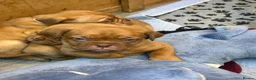 Dogue De Bordeaux dogs for sale: Beautiful Dogue-De-Bordauex Puppies For Sale - Advert 7