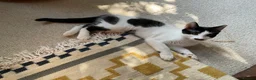 Domestic Shorthair cats for sale: 4 Beautiful Kittens Ready for their Forever Homes - Advert 23