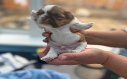 Shih Tzu dogs for sale: Doll face shih tzu tri colour puppy’s  - Image 13